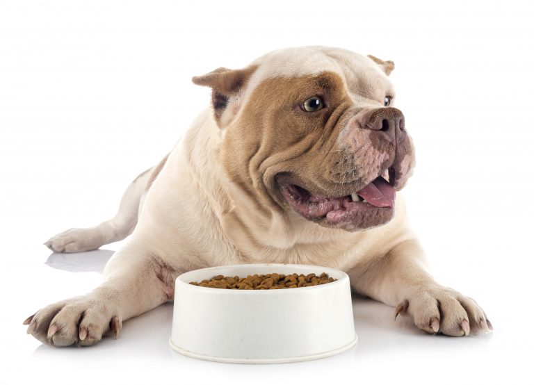 Choosing A Low-Phosphorus Dog Food: 5 Recommendations