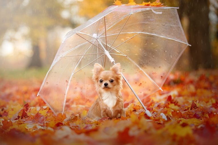 Dog Umbrellas: 5 Different Styles To Keep Your Dog Dry