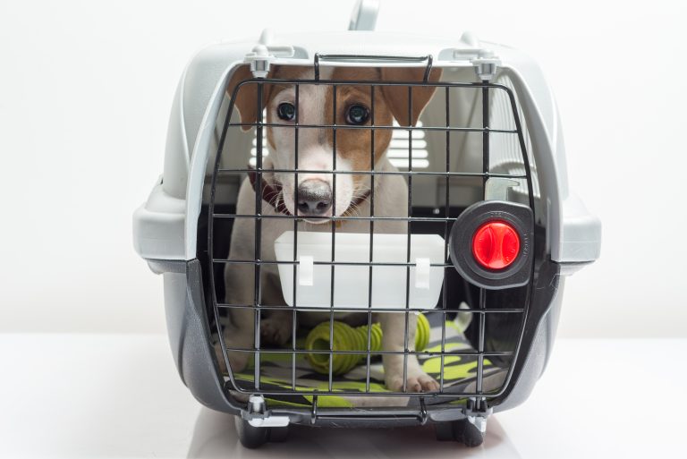 Different Kinds Of Dog Crates And How To Choose The Right One For Your Dog