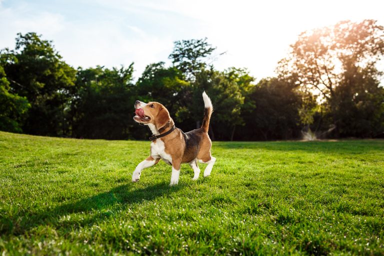 7 Tips For Enhancing Your Dog’s Well-Being In 2022