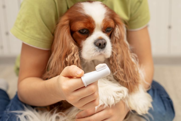 Veterinarians’ Top Picks For The Best Dog Toothpaste