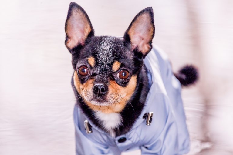 7 Raincoats For Dogs That Are Perfect For Wet Weather