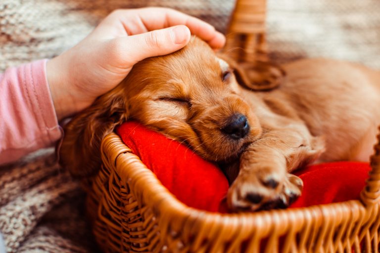 Assist Your Dog In Sleeping! Everything You Require To Understand About Your Dog’s Sleep