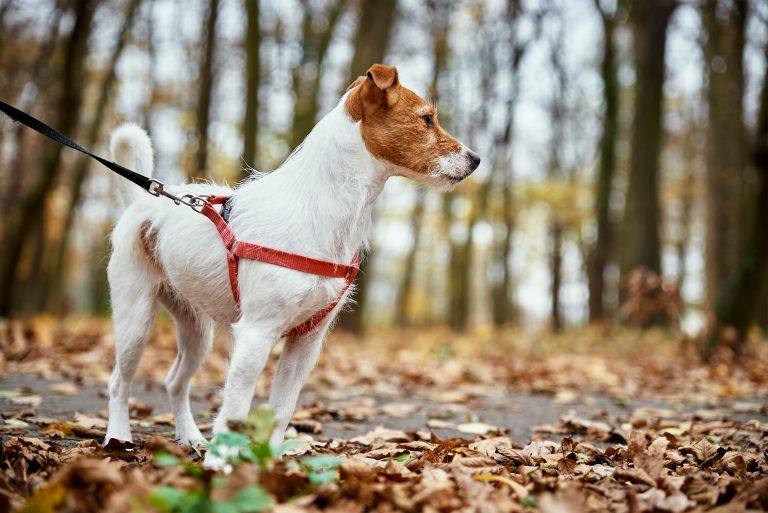 7 Stylish, Hands-Free Options For Dog Walking Fanny Packs