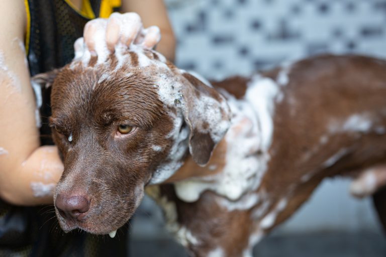 7 Scents We Adore In The Best-Smelling Dog Shampoo