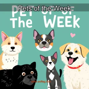 Artistic representation for Pets of the Week