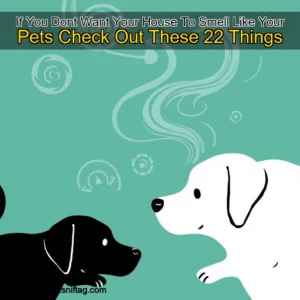 Artistic representation for If You Dont Want Your House To Smell Like Your Pets Check Out These 22 Things