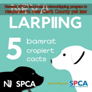 Artistic representation for Nevada SPCA launches 5 microchipping program in response to new Clark County pet law