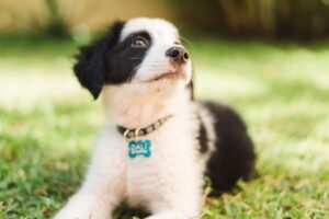 Customizable Pet Tags Strategies and Implementation
